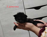 Кошки в Теберде: Котята мейн кун, 16 000 руб. - фото 5
