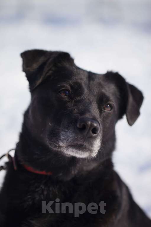 Собаки в Москве: Дина Девочка, Бесплатно - фото 4