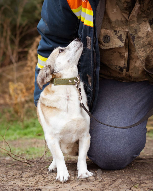 Собаки в Москве: Маленькая скромная девочка из приюта ищет семью Девочка, Бесплатно - фото 4