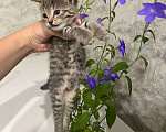 Кошки в Уфе: котенок в добрые руки  Девочка, Бесплатно - фото 1