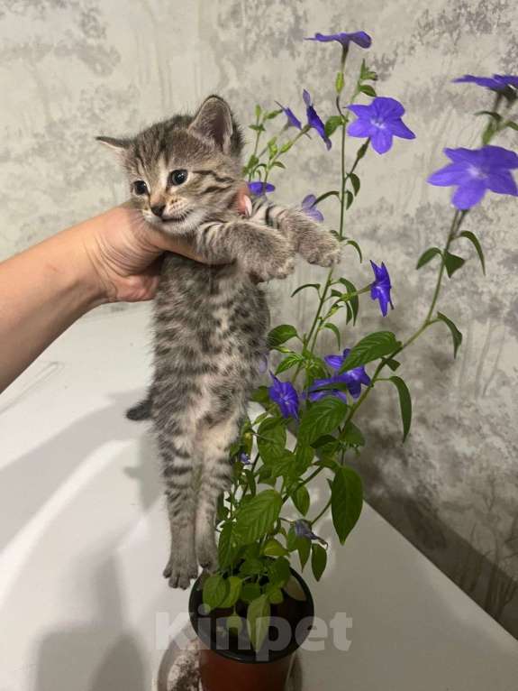 Кошки в Уфе: котенок в добрые руки  Девочка, Бесплатно - фото 1