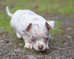 Собаки в Балашихе: Мальчик чихуахуа. Лиловый мерль Мальчик, 30 000 руб. - фото 2