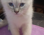 Кошки в Москве: Голубоглазый мальчик Мальчик, 5 000 руб. - фото 4