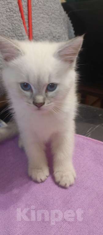 Кошки в Москве: Голубоглазый мальчик Мальчик, 5 000 руб. - фото 4