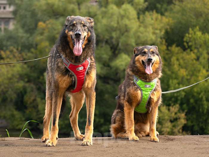 Собаки в Москве: Ищем дом для двух неразлучных сердец Коннора и Лизы Мальчик, 10 руб. - фото 2