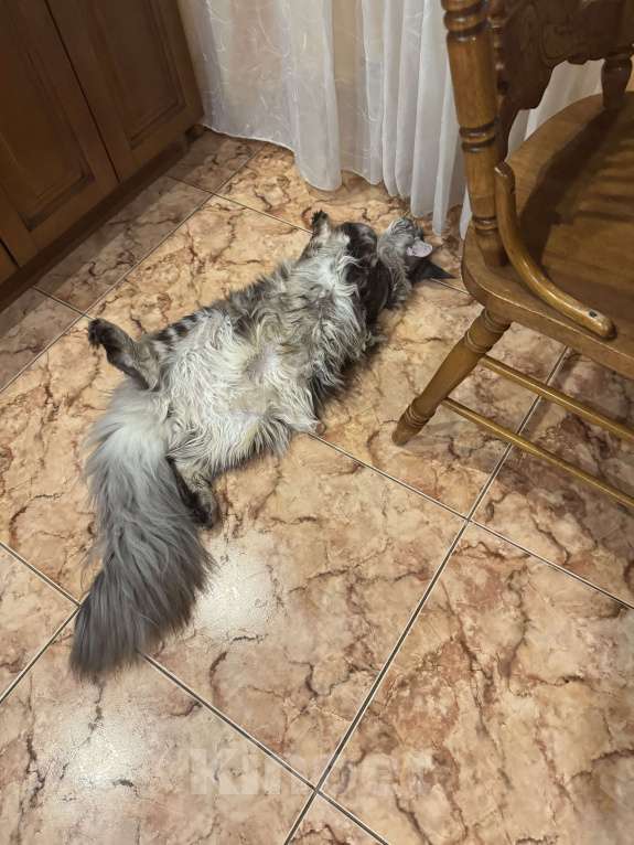 Кошки в Москве: Отдам кошку в добрые руки. Девочка, Бесплатно - фото 8