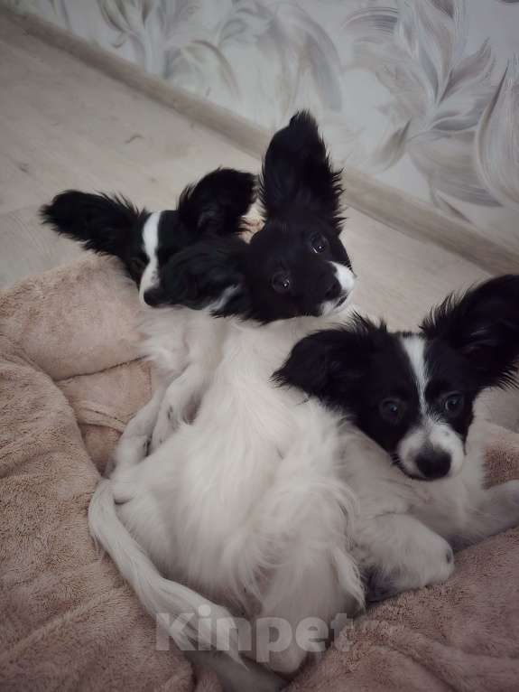 Собаки в других городах Московской области: Папильон мальчик Мальчик, 15 000 руб. - фото 4