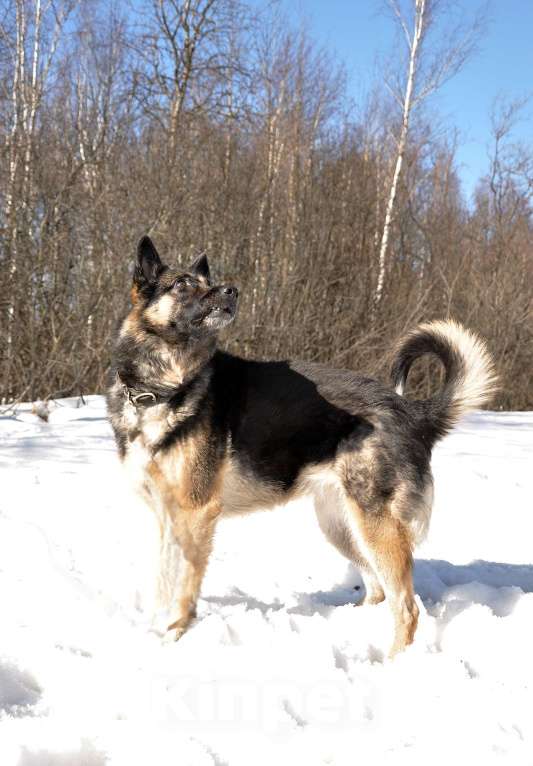 Собаки в Ногинске: Рокси попала в приют после смерти хозяина Девочка, Бесплатно - фото 8