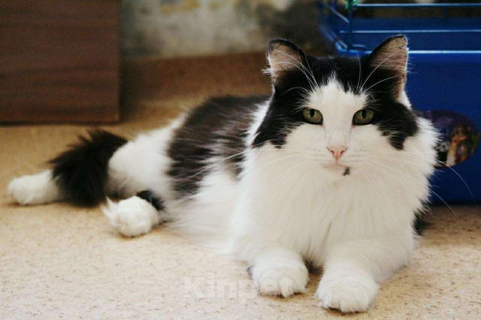 Кошки в Новоалтайске: Кошка Машенька, Бесплатно - фото 1