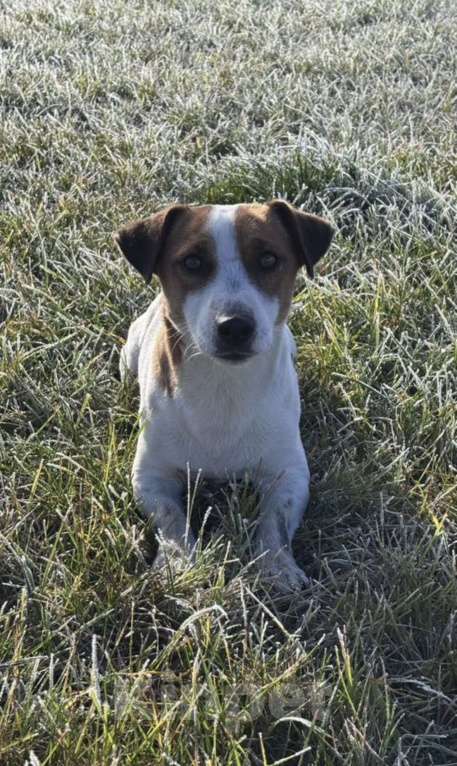 Собаки в Москве: Вязка с титулованным кобелем джек-рассел-терьер Мальчик, 35 000 руб. - фото 4