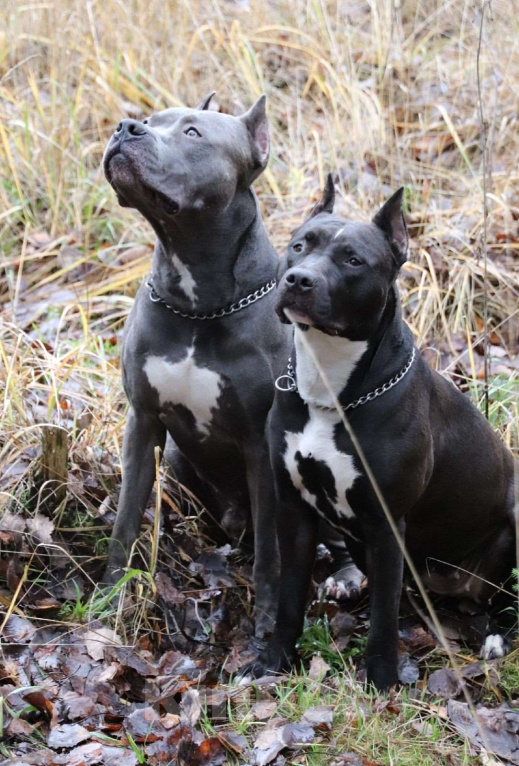 Собаки в Санкт-Петербурге: Щенки - Прайтер Девочка, 50 000 руб. - фото 3