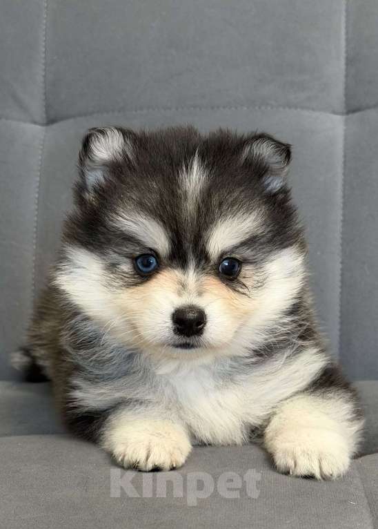 Собаки в Санкт-Петербурге: Девочка помски Девочка, 80 000 руб. - фото 4