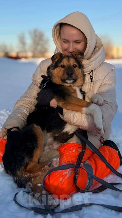 Собаки в Москве: Щенок 5 месяцев Моцарт очень нуждается в доме Мальчик, Бесплатно - фото 9