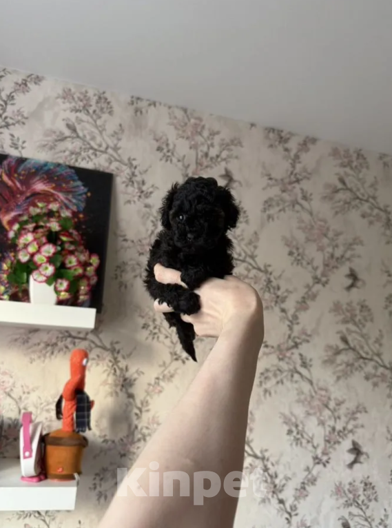 Собаки в Москве: Мальчик Мальчик, 20 000 руб. - фото 1