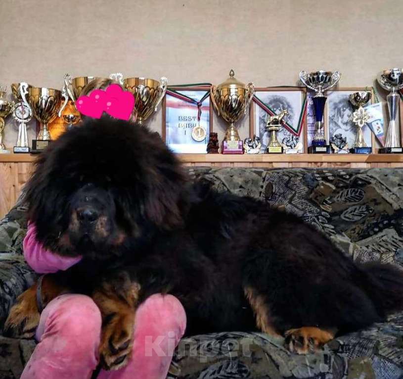 Собаки в Белгороде: Щенки Тибетского мастифа Девочка, 120 руб. - фото 2