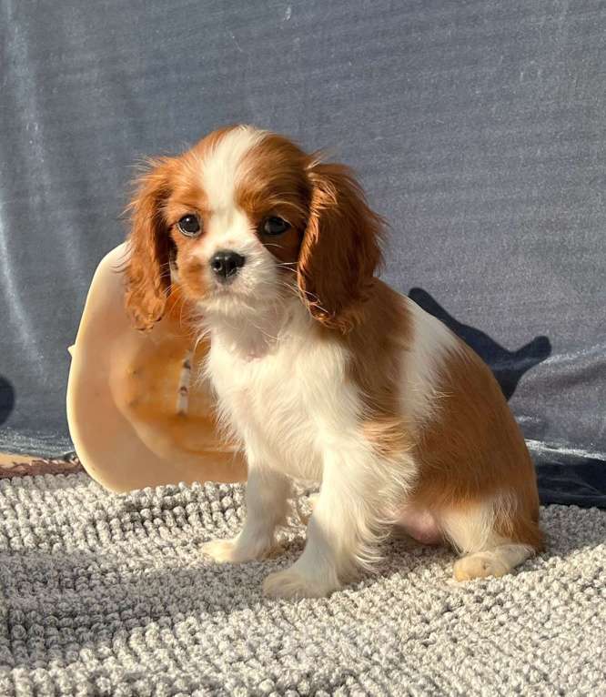 Собаки в Санкт-Петербурге: БЕСТ ИЛРЕАН ИНДАРА Девочка, 190 000 руб. - фото 1