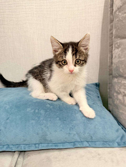 Котёнок 2 месяца в добрые руки