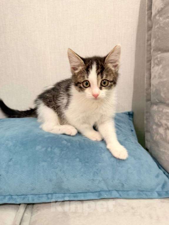 Кошки в Москве: Котёнок 2 месяца в добрые руки Мальчик, Бесплатно - фото 1