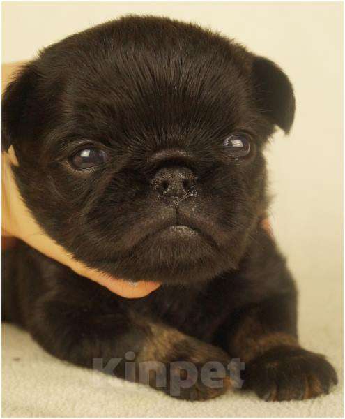 Собаки в Москве: ТИПА Мальчик, 90 000 руб. - фото 1