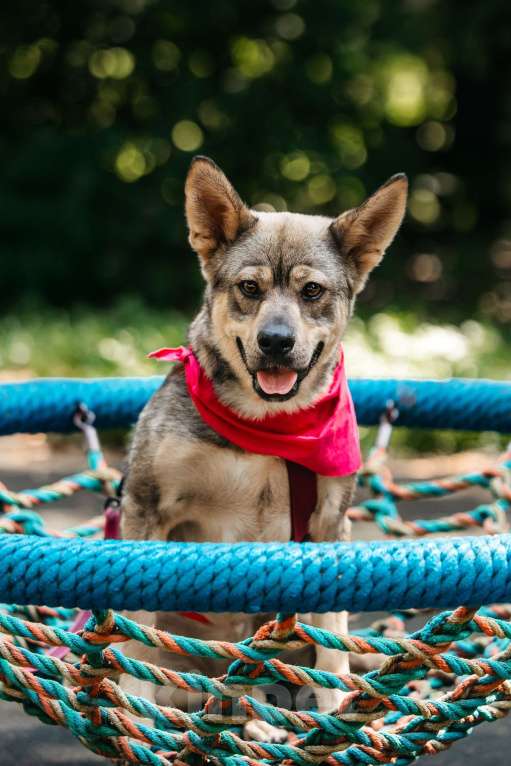 Собаки в Москве: Чудесная Булка в добрые руки Девочка, Бесплатно - фото 5