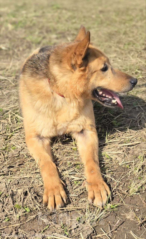 Собаки в Королеве: Линда Девочка, Бесплатно - фото 7