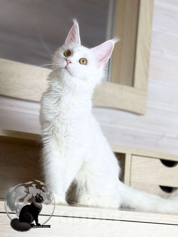 Кошки в других городах Московской области: 🤍Фиби🤍 Девочка, 40 000 руб. - фото 2