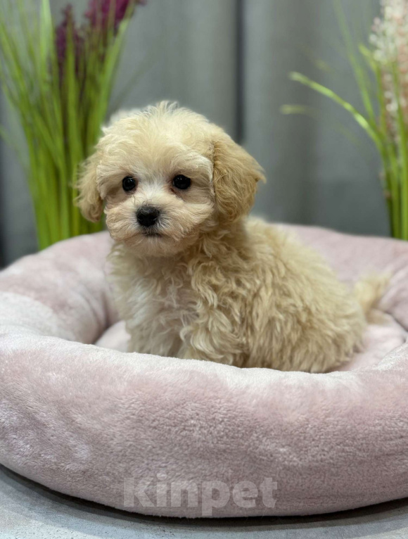 Собаки в Москве: Мальтипу мальчик 1 Мальчик, 150 000 руб. - фото 1