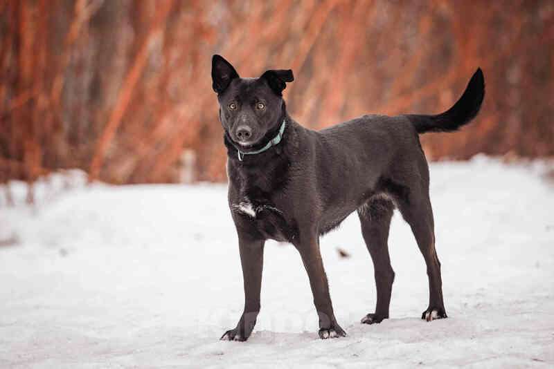 Собаки в Москве: Черная красавица и умница Марта в добрые руки Девочка, Бесплатно - фото 2