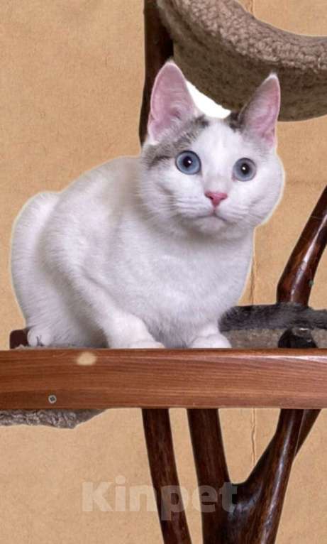 Кошки в Москве: Одри 3г в добрые руки Девочка, Бесплатно - фото 9