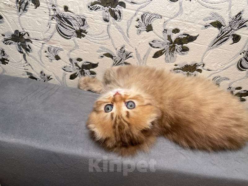 Кошки в Екатеринбурге: Шотландская вислоухая девочка Девочка, 25 000 руб. - фото 2