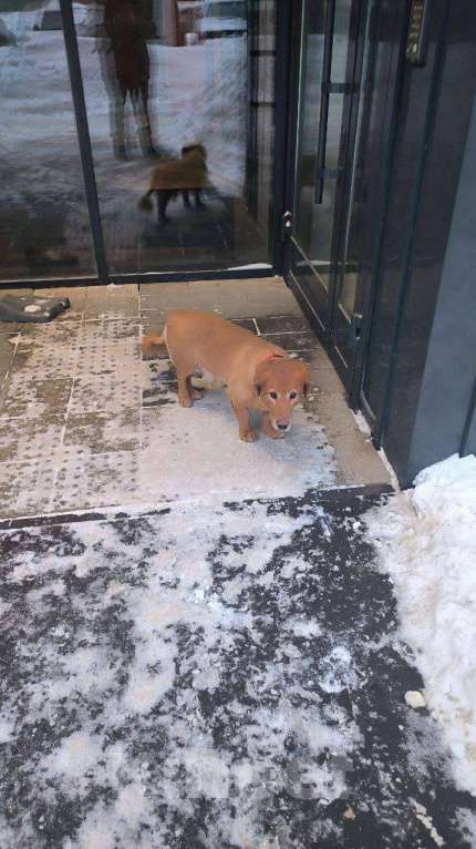 Собаки в Москве: Дэнни в добрые руки Мальчик, Бесплатно - фото 1