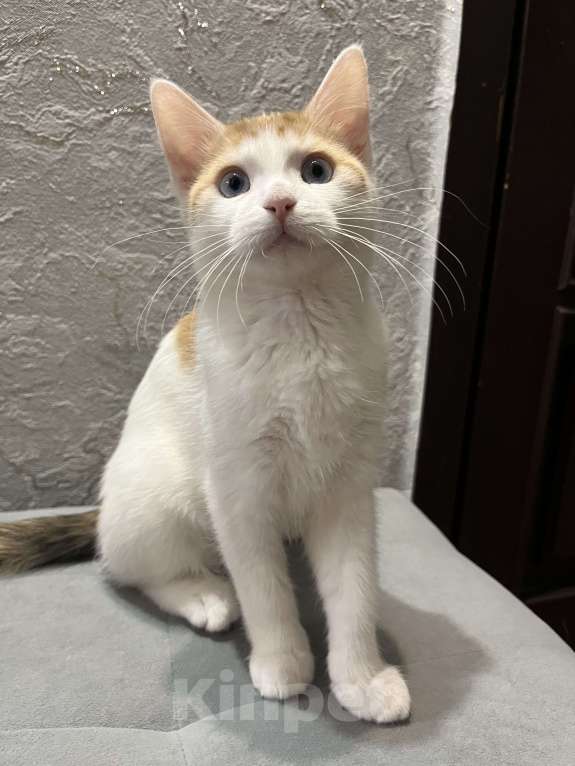 Кошки в Ростове-на-Дону: Манчкин Стандарт  Девочка, 1 000 руб. - фото 7