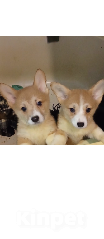 Собаки в Москве: Корги Пемброк с документами Мальчик, 35 000 руб. - фото 1