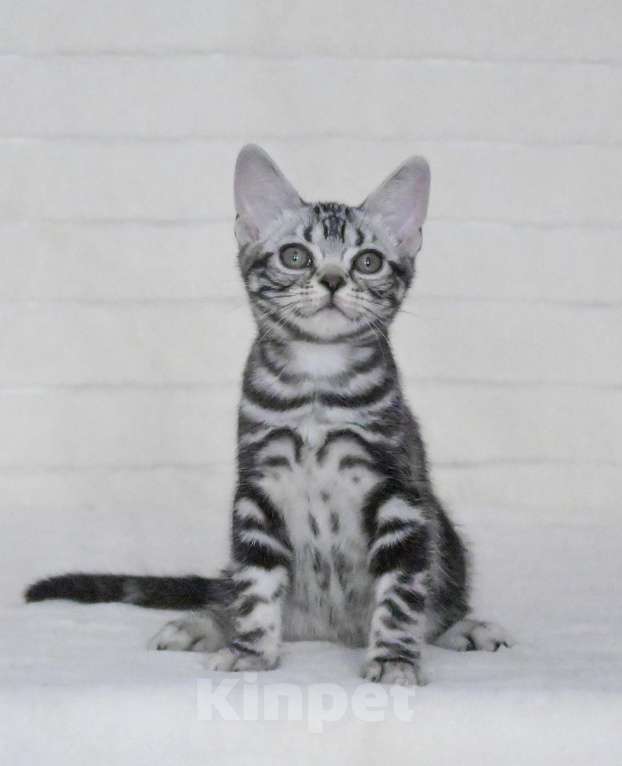 Кошки в Москве: Котенок американской короткошерстной породы Мальчик, 75 000 руб. - фото 1