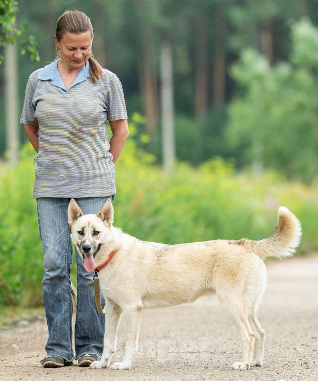 Собаки в Москве: Лапушка из приюта ищет дом Девочка, Бесплатно - фото 8