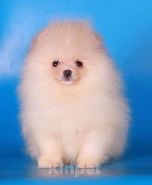 Собаки в Москве: померанский шпиц мини девочка дл души Девочка, 40 000 руб. - фото 3