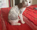Кошки в Ростове-на-Дону: Потерялась кошка Девочка, Бесплатно - фото 1