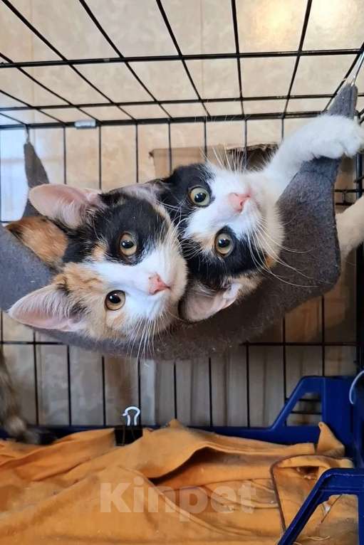 Кошки в Москве: Трехцветные котята в добрые руки  Девочка, Бесплатно - фото 1