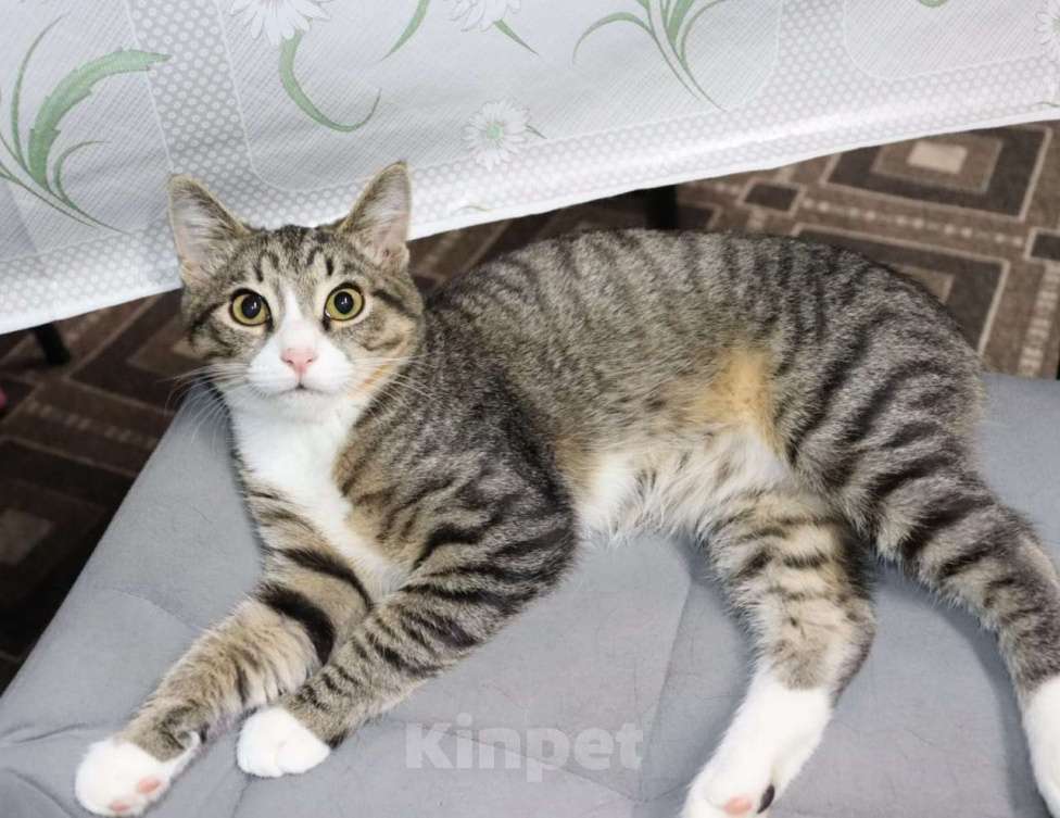 Кошки в Раменском: Умик в поиска семьи  Мальчик, Бесплатно - фото 4