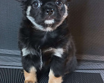 Собаки в Новосибирске: Черная жемчужина чих Девочка, Бесплатно - фото 3