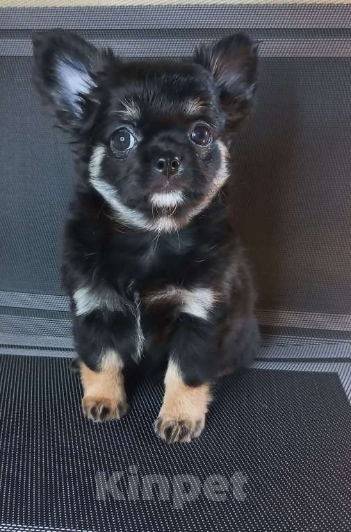 Собаки в Новосибирске: Черная жемчужина чих Девочка, Бесплатно - фото 3