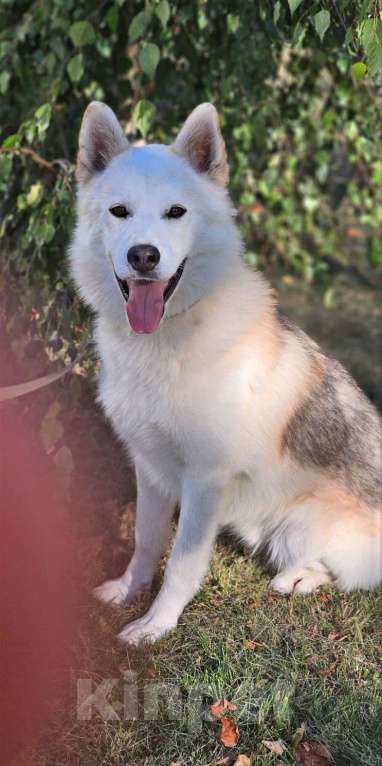 Собаки в других городах Московской области: Собака ждет дружную семью Мальчик, Бесплатно - фото 7