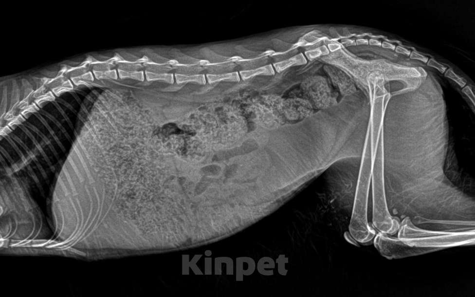 Кошки в Москве: ‼️Ирис ИЩЕТ ДОМ‼️МОСКВА И МО📣 Девочка, Бесплатно - фото 7
