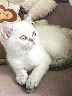 Шотландский голубоглазый котик