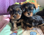 Собаки в Сочи: Щенки йоркширского терьера Мальчик, 25 000 руб. - фото 5