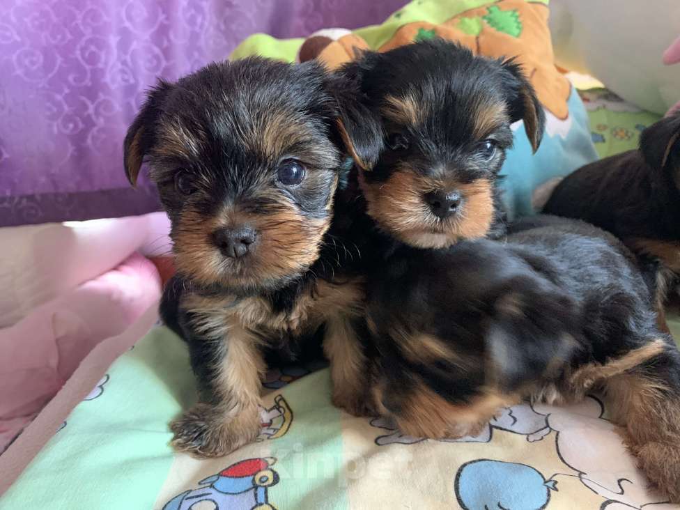 Собаки в Сочи: Щенки йоркширского терьера Мальчик, 25 000 руб. - фото 5