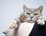 Кошки в Москве: САМЫЙ ручной кот Мальчик, Бесплатно - фото 2