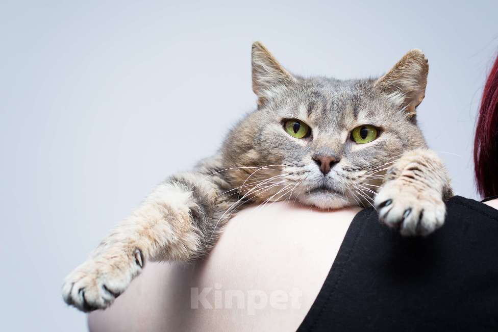 Кошки в Москве: САМЫЙ ручной кот Мальчик, Бесплатно - фото 2