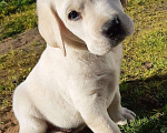 Собаки в Сыктывкаре: Лабродетки Мальчик, 45 000 руб. - фото 2