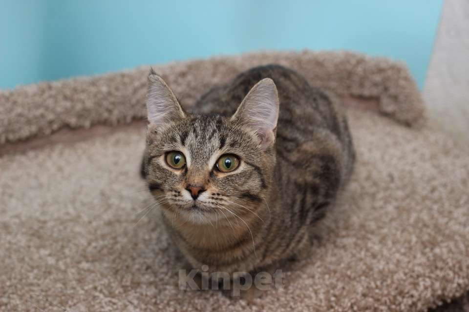 Кошки в Москве: Ласковая 6 мес кошечка Уля в поиске семьи! Девочка, Бесплатно - фото 3